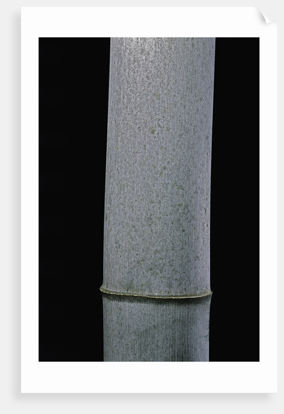 Phyllostachys pubescens (Moso bamboo) by Anonymous