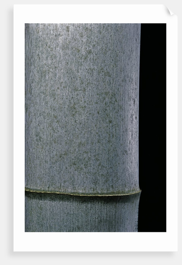 Phyllostachys pubescens (Moso bamboo) by Anonymous