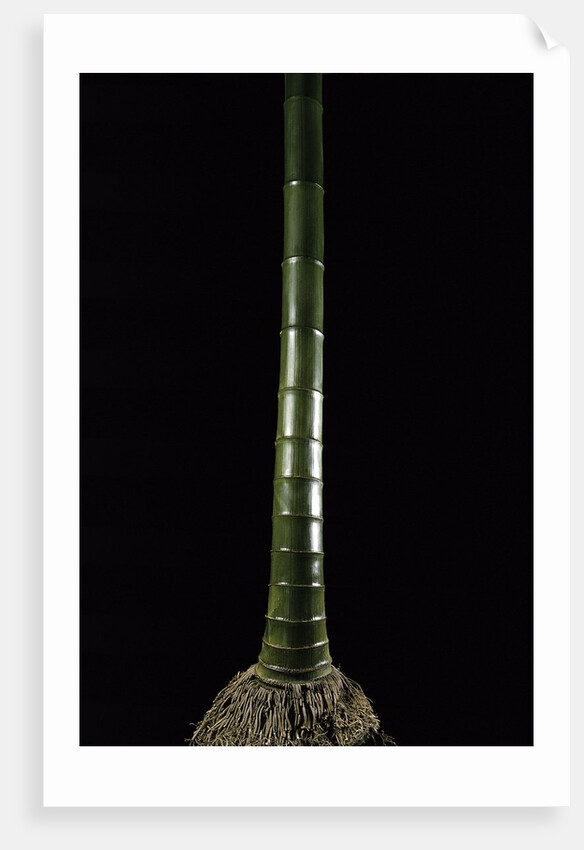 Phyllostachys pubescens (Moso bamboo) by Anonymous