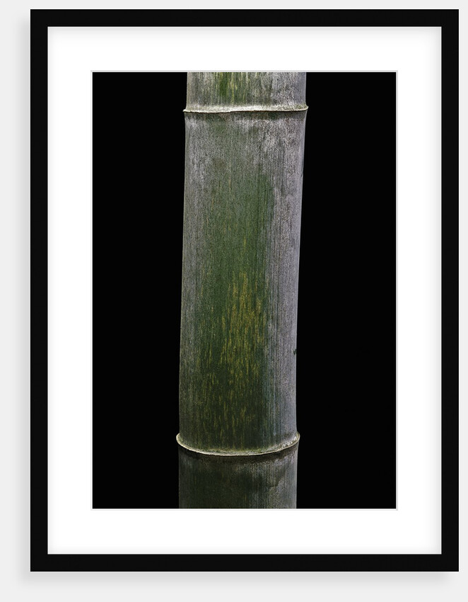 Phyllostachys pubescens (Moso bamboo) by Anonymous