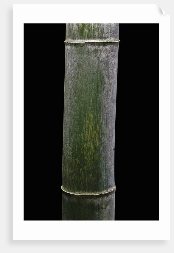 Phyllostachys pubescens (Moso bamboo) by Anonymous