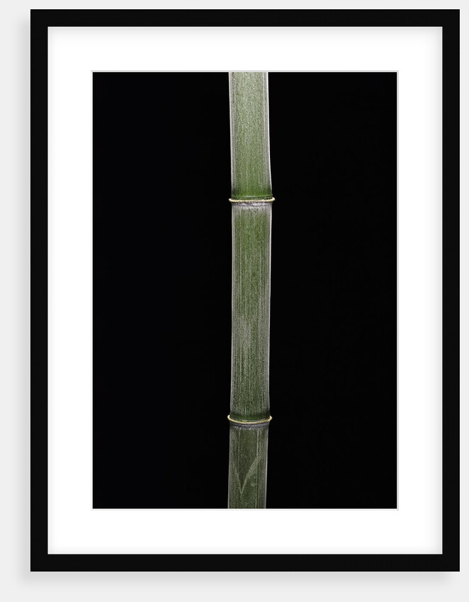 Phyllostachys pubescens (Moso bamboo) by Anonymous