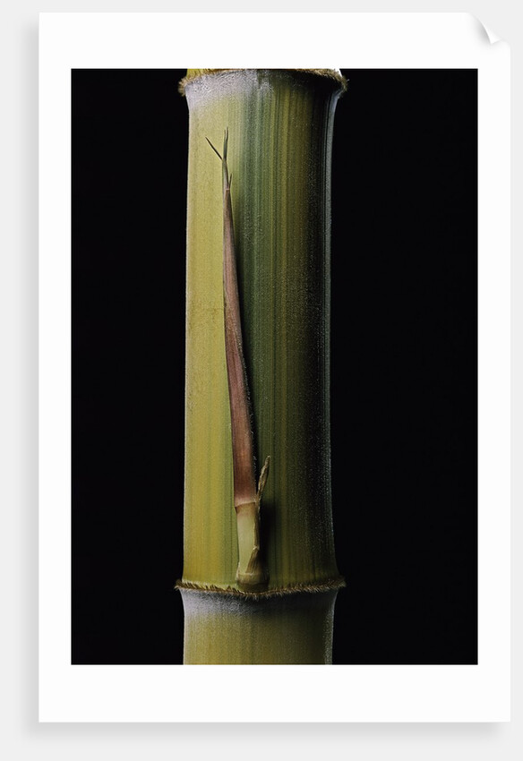 Phyllostachys pubescens 'Bicolor' (mosochiku bamboo) - joung culm by Anonymous