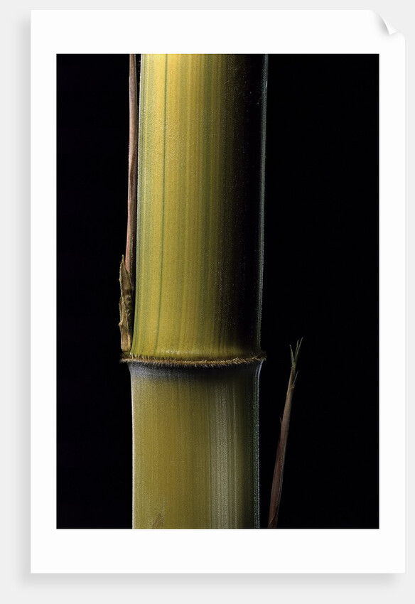 Phyllostachys pubescens 'Bicolor' (mosochiku bamboo) - joung culm by Anonymous