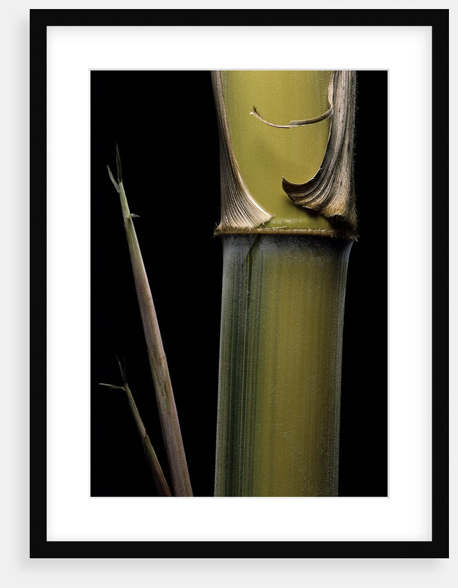 Phyllostachys pubescens 'Bicolor' (mosochiku bamboo) - joung culm by Anonymous