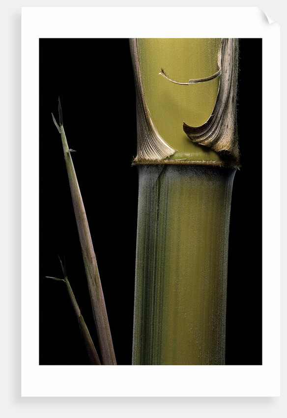 Phyllostachys pubescens 'Bicolor' (mosochiku bamboo) - joung culm by Anonymous