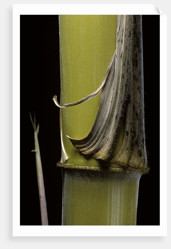 Phyllostachys pubescens 'Bicolor' (mosochiku bamboo) - joung culm by Anonymous