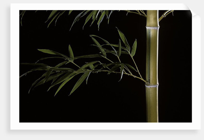 Phyllostachys pubescens 'Bicolor' (mosochiku bamboo) by Anonymous