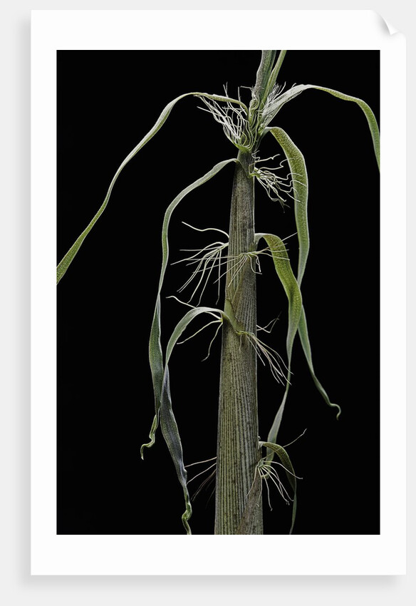 Phyllostachys sp. (bamboo) - shoot by Anonymous