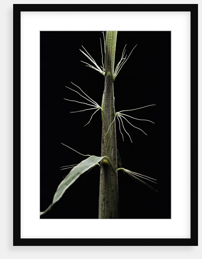 Phyllostachys sp. (bamboo) - shoot by Anonymous