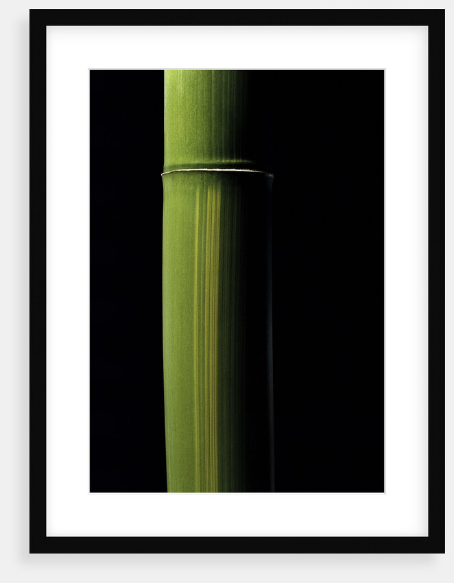 Phyllostachys viridis 'Houzeau' (Houzeau bamboo) by Anonymous