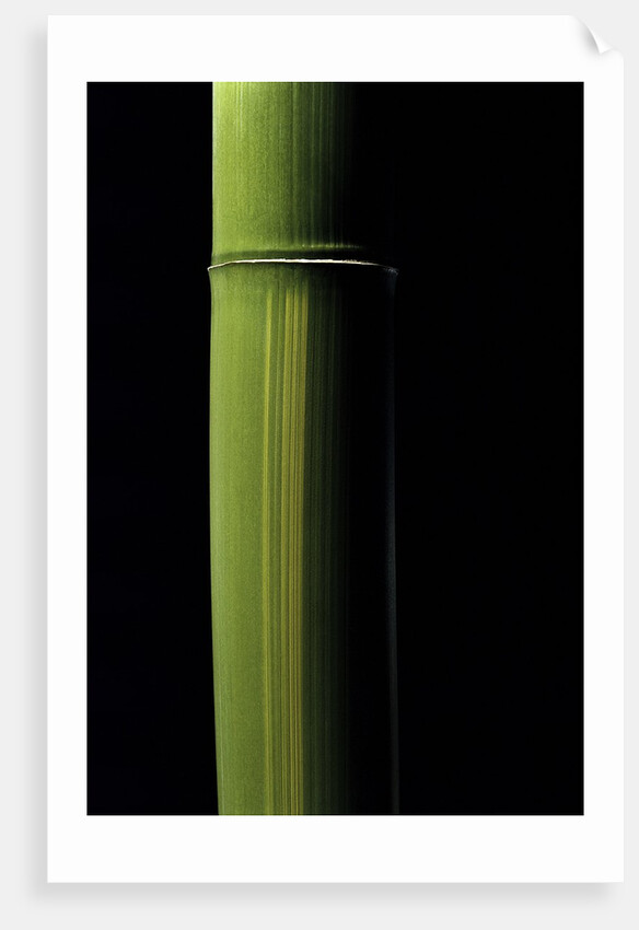 Phyllostachys viridis 'Houzeau' (Houzeau bamboo) by Anonymous