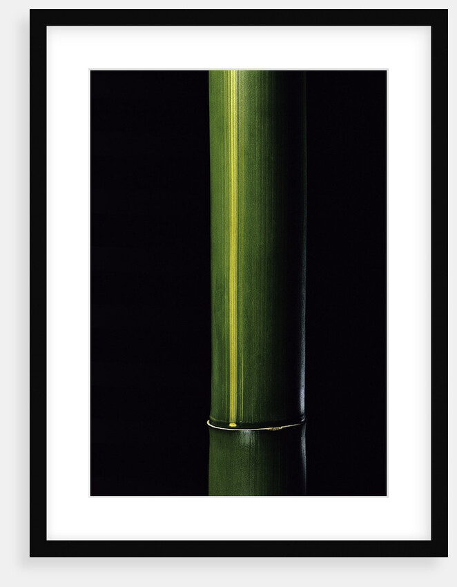 Phyllostachys viridis 'Houzeau' (Houzeau bamboo) by Anonymous