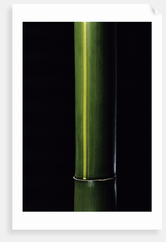 Phyllostachys viridis 'Houzeau' (Houzeau bamboo) by Anonymous