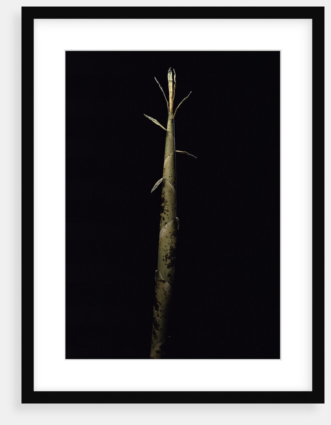 Phyllostachys viridis 'Mitis' (bamboo) - shoot by Anonymous