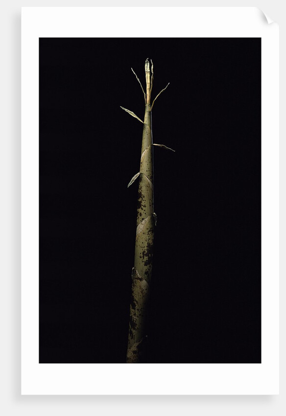 Phyllostachys viridis 'Mitis' (bamboo) - shoot by Anonymous
