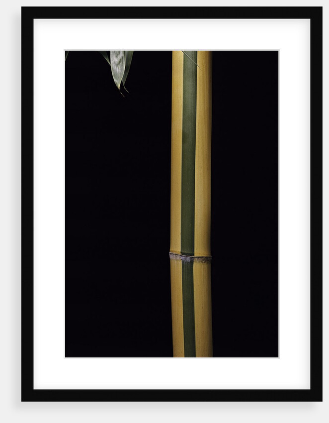 Phyllostachys viridis 'Sulfurea' (bamboo) by Anonymous