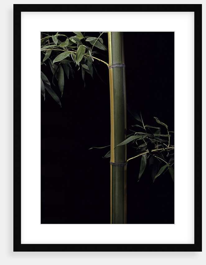 Phyllostachys viridis 'Sulfurea' (bamboo) by Anonymous