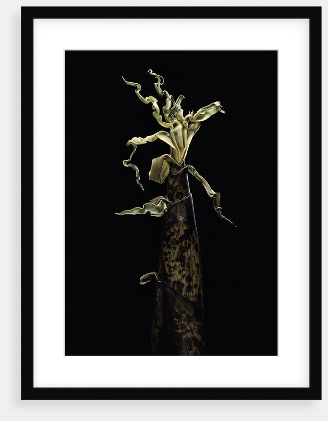 Phyllostachys vivax (running giant bamboo) - shoot by Anonymous