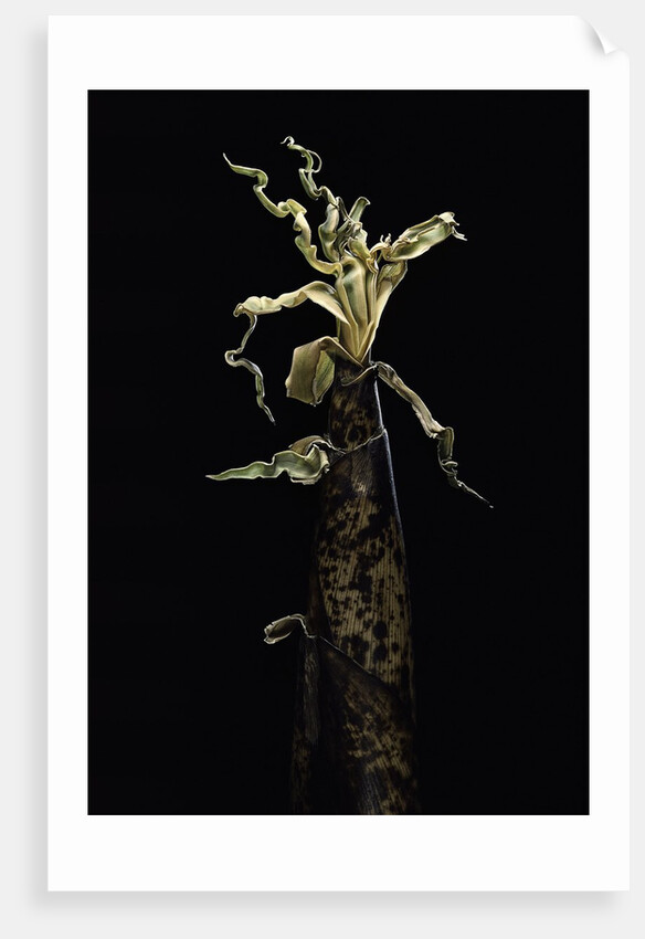 Phyllostachys vivax (running giant bamboo) - shoot by Anonymous