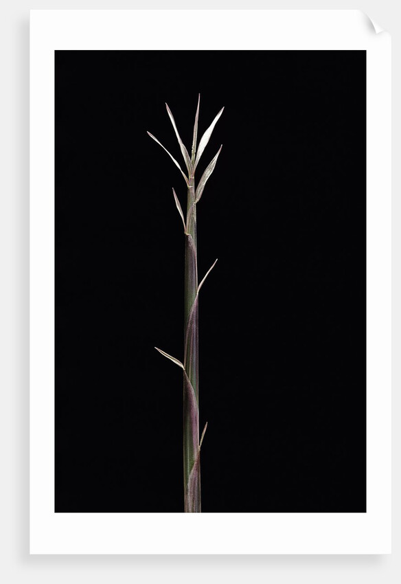 Pleioblastus chino f. legantissimus (bamboo) - shoot by Anonymous