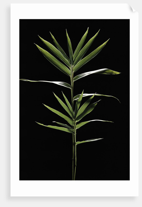 Pleioblastus distichus (dwarf fernleaf bamboo) by Anonymous