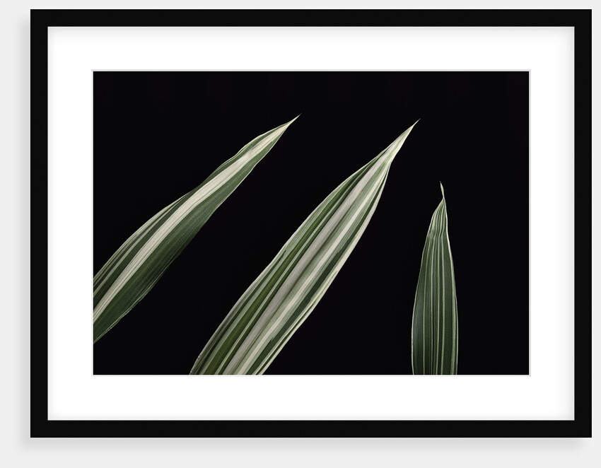 Pleioblastus fortunei 'Variegata' (dwarf white-stripe bamboo) - leaf by Anonymous