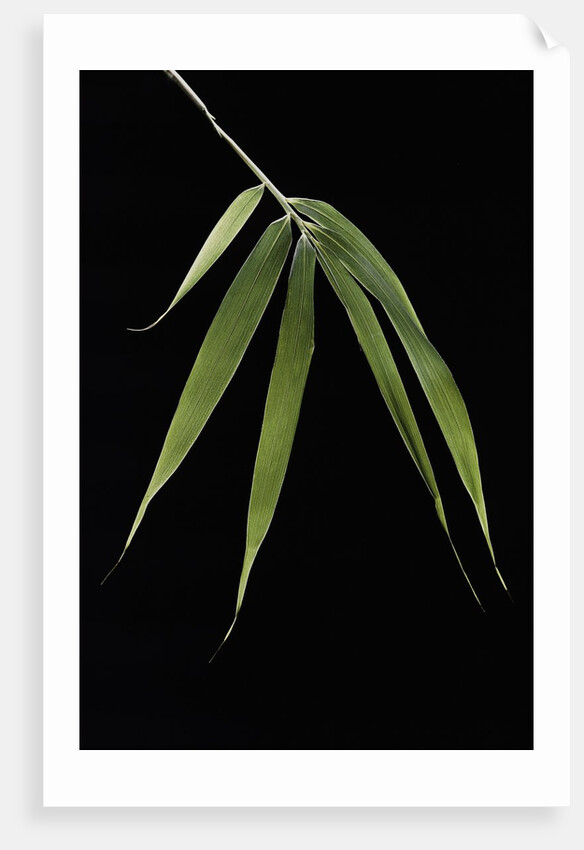 Pleioblastus hindsii (Hinds' cane-bamboo) - leaf by Anonymous