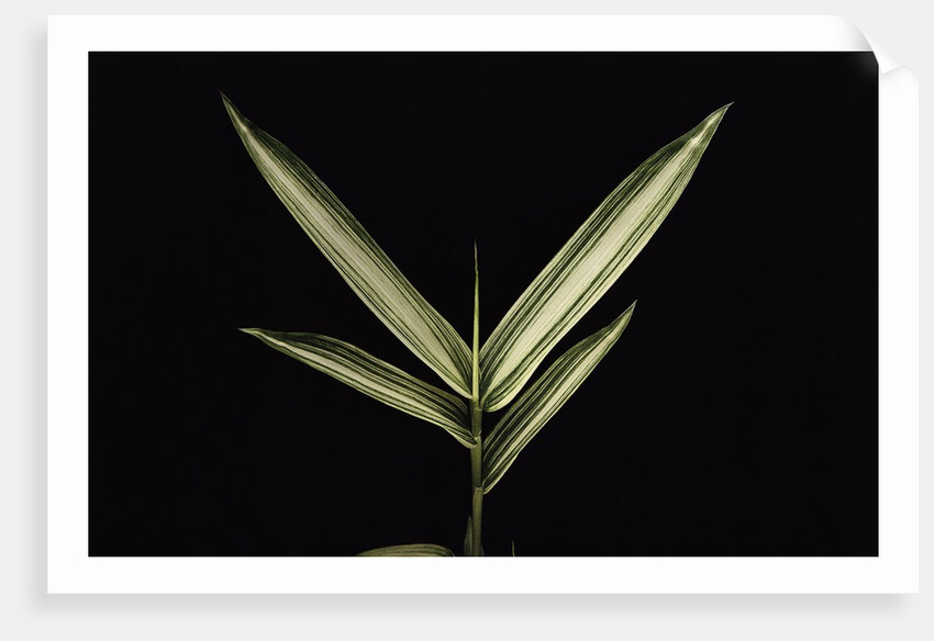 Pleioblastus shibuyanus 'Tsuboi' (tsuboi bamboo) - leaf by Anonymous