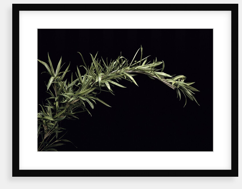 Pleioblastus shibuyanus 'Tsuboi' (tsuboi bamboo) by Anonymous
