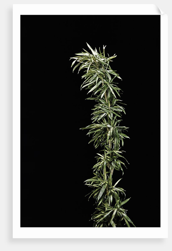 Pleioblastus shibuyanus 'Tsuboi' (tsuboi bamboo) by Anonymous