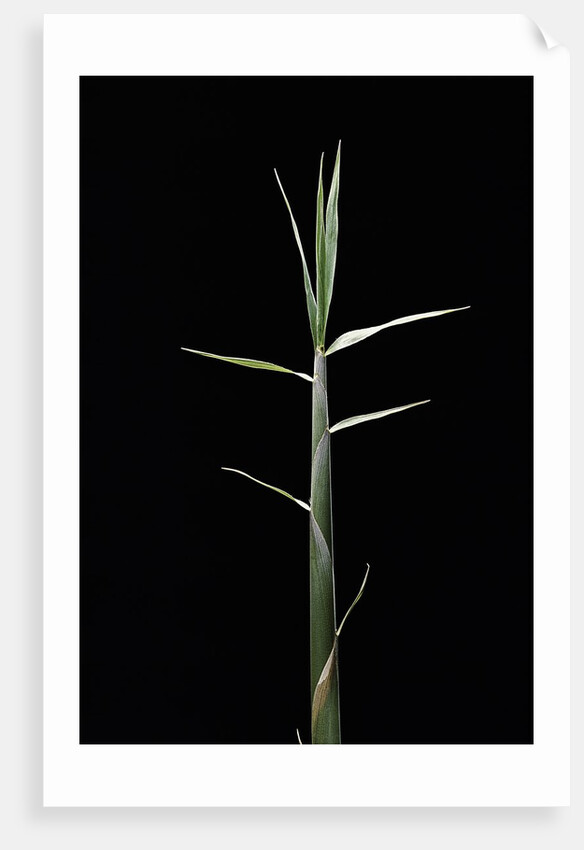 Pleioblastus gramineus (grass bamboo) - shoot by Corbis