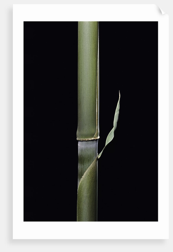 Pleioblastus hindsii (Hinds' cane-bamboo) - young culm by Anonymous