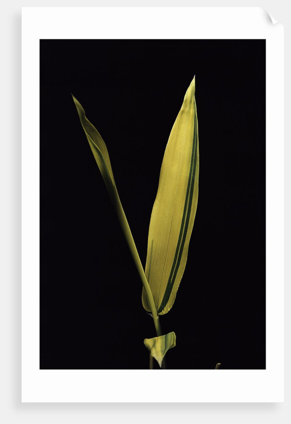 Pleioblastus viridistriatus 'Variegata' (dwarf greenstripe bamboo) - leaf by Anonymous