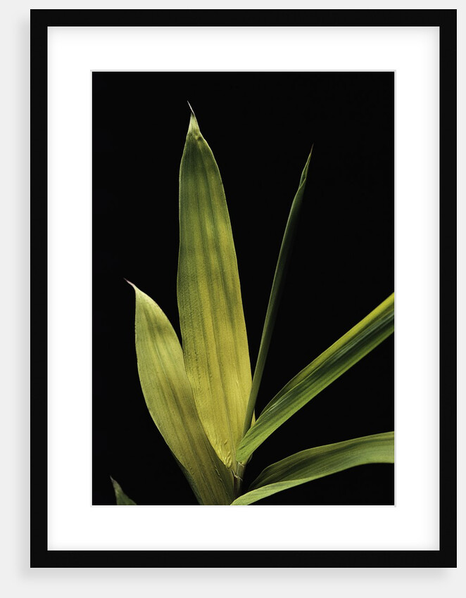 Pleioblastus viridistriatus 'Chrysophyllus' (bamboo) - leaf by Anonymous
