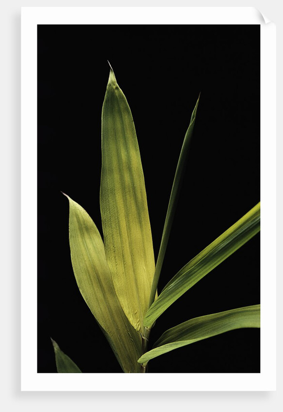 Pleioblastus viridistriatus 'Chrysophyllus' (bamboo) - leaf by Anonymous