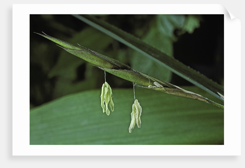 Pseudosasa japonica (arrow bamboo) - flower by Anonymous