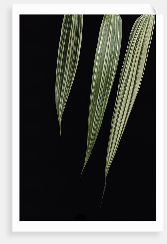 Pseudosasa japonica 'Akebono-suji' (arrow bamboo) - leaf by Anonymous