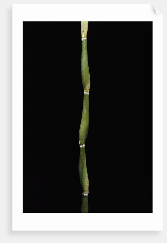 Pseudosasa japonica var. tsutsumiana (arrow bamboo) by Anonymous