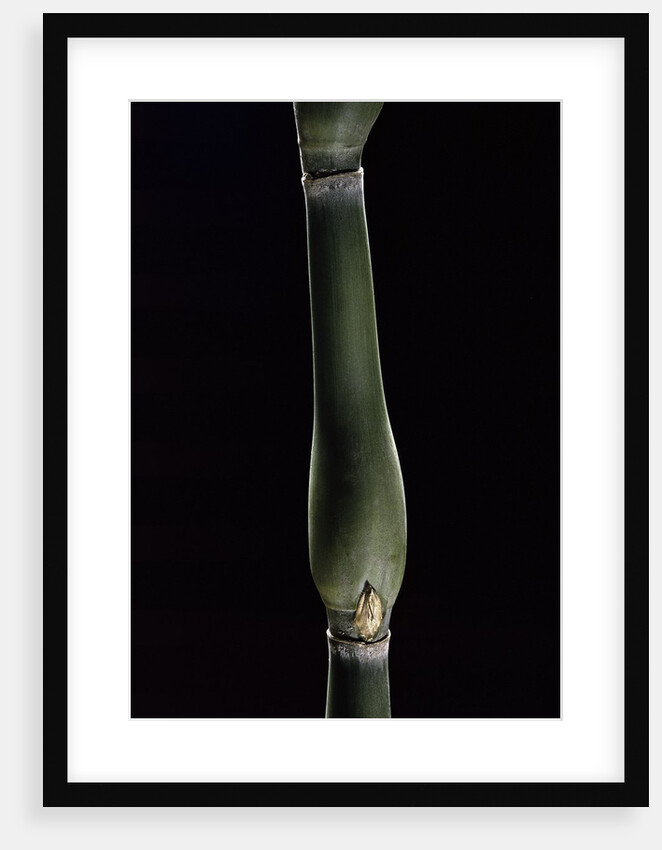Pseudosasa japonica var. tsutsumiana (arrow bamboo) by Anonymous