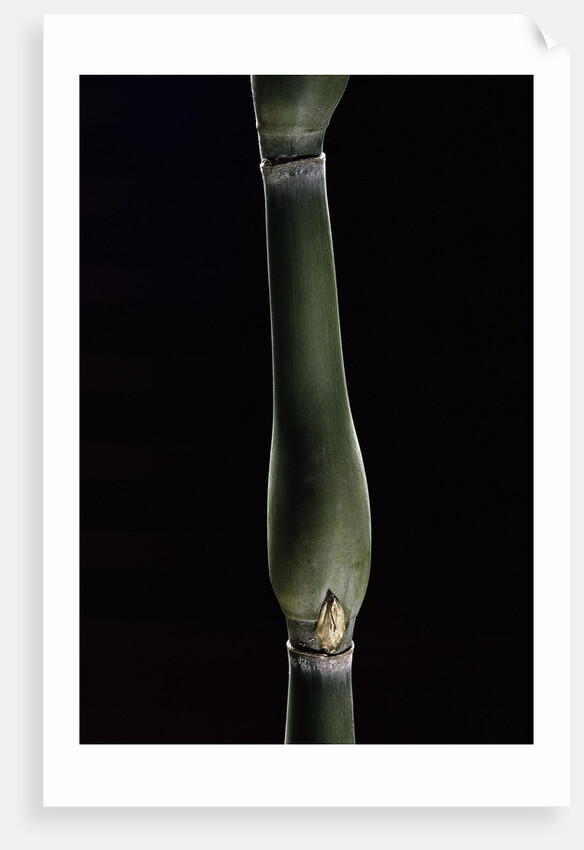 Pseudosasa japonica var. tsutsumiana (arrow bamboo) by Anonymous