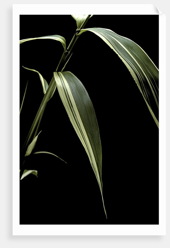 Pseudosasa japonica f. variegata (arrow bamboo) - leaf by Anonymous