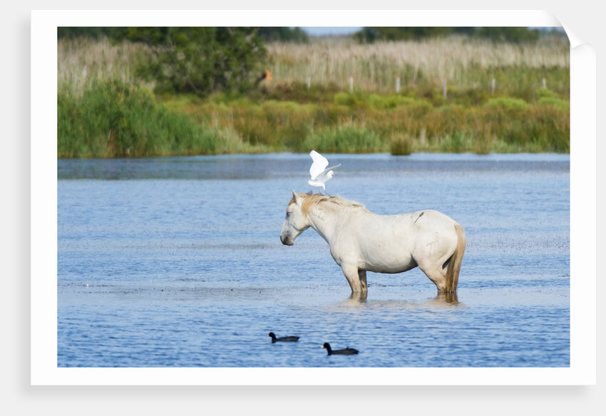 Camargue wild horse by Anonymous