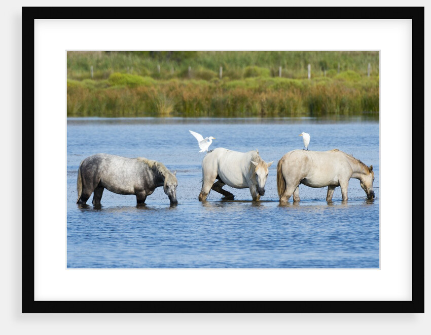 Camargue wild horses by Anonymous