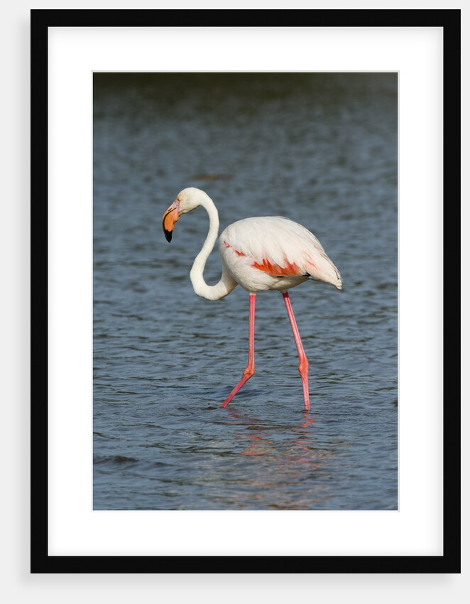 Greater flamingo (Phoenicopterus roseus) by Anonymous