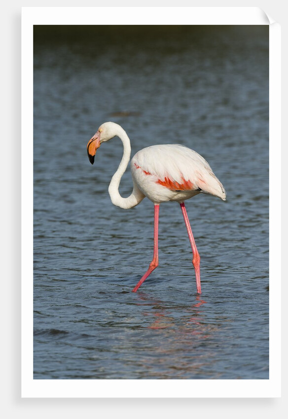 Greater flamingo (Phoenicopterus roseus) by Anonymous
