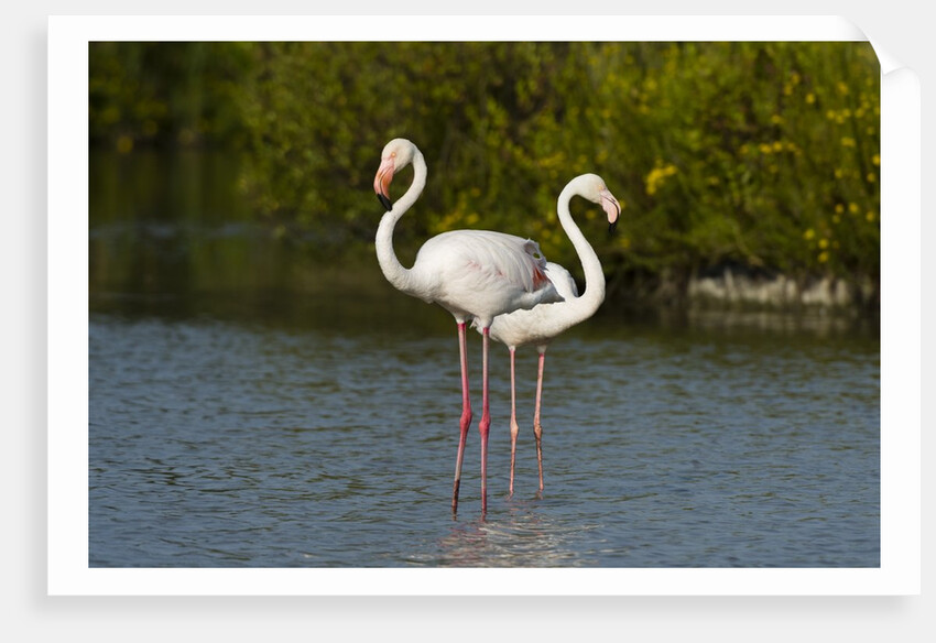 Greater flamingos (Phoenicopterus roseus) by Anonymous