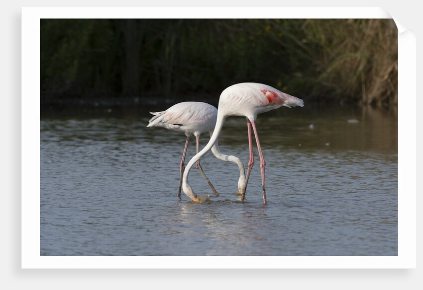 Greater flamingos (Phoenicopterus roseus) by Anonymous
