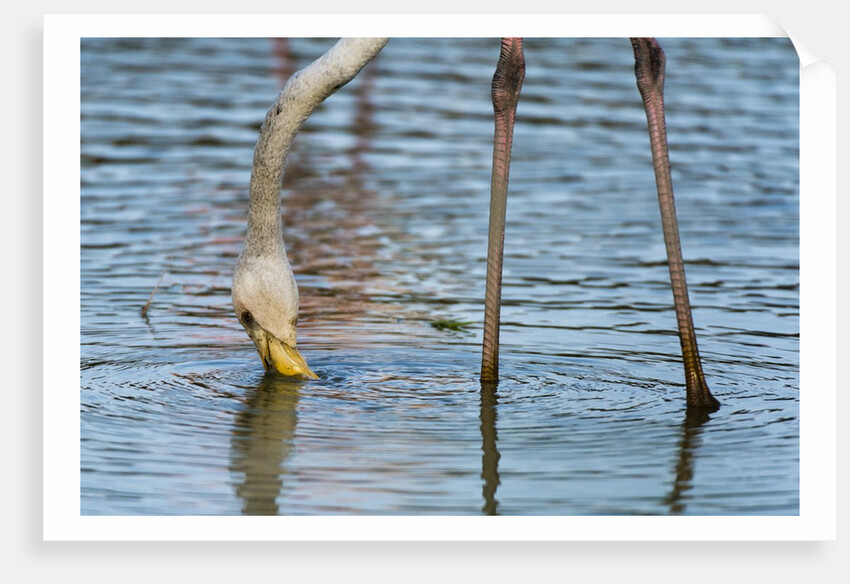 Greater flamingo (Phoenicopterus roseus) by Anonymous