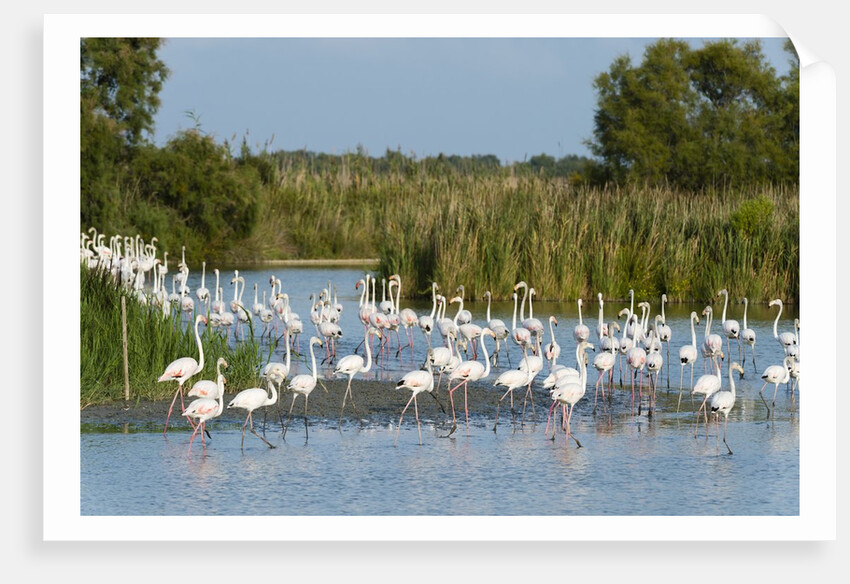 Greater flamingos (Phoenicopterus roseus) by Anonymous